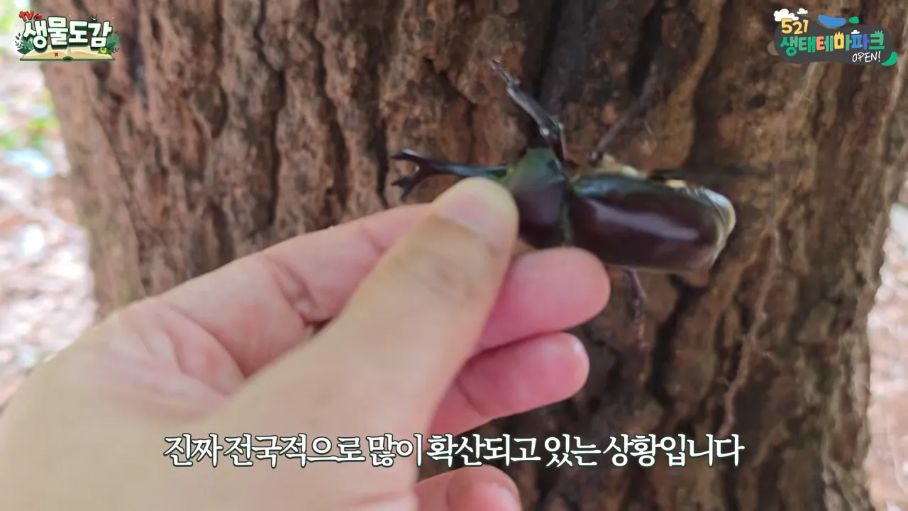 최근 전국적으로 갑자기 대거 출몰하고 있는 곤충 (10)