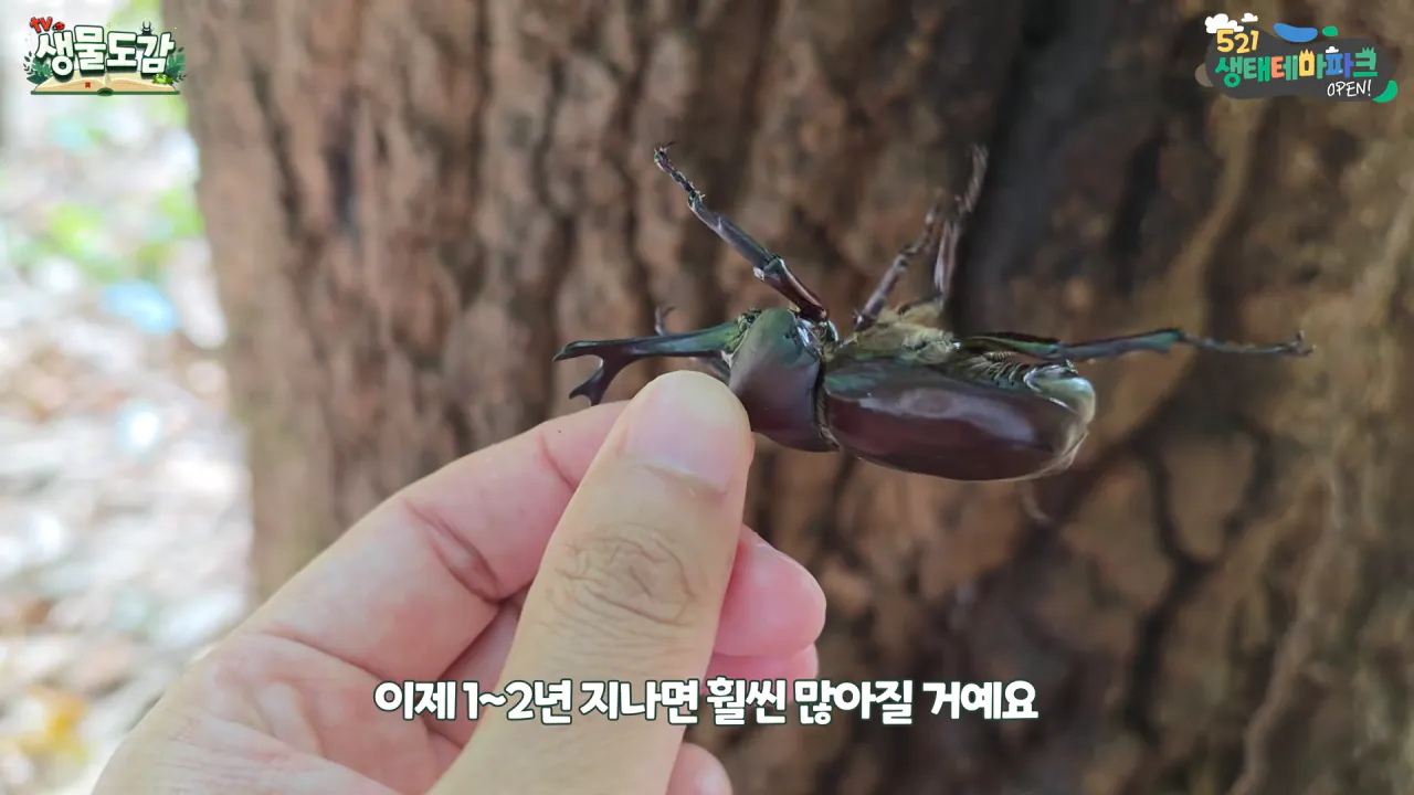 최근 전국적으로 갑자기 대거 출몰하고 있는 곤충 (11)