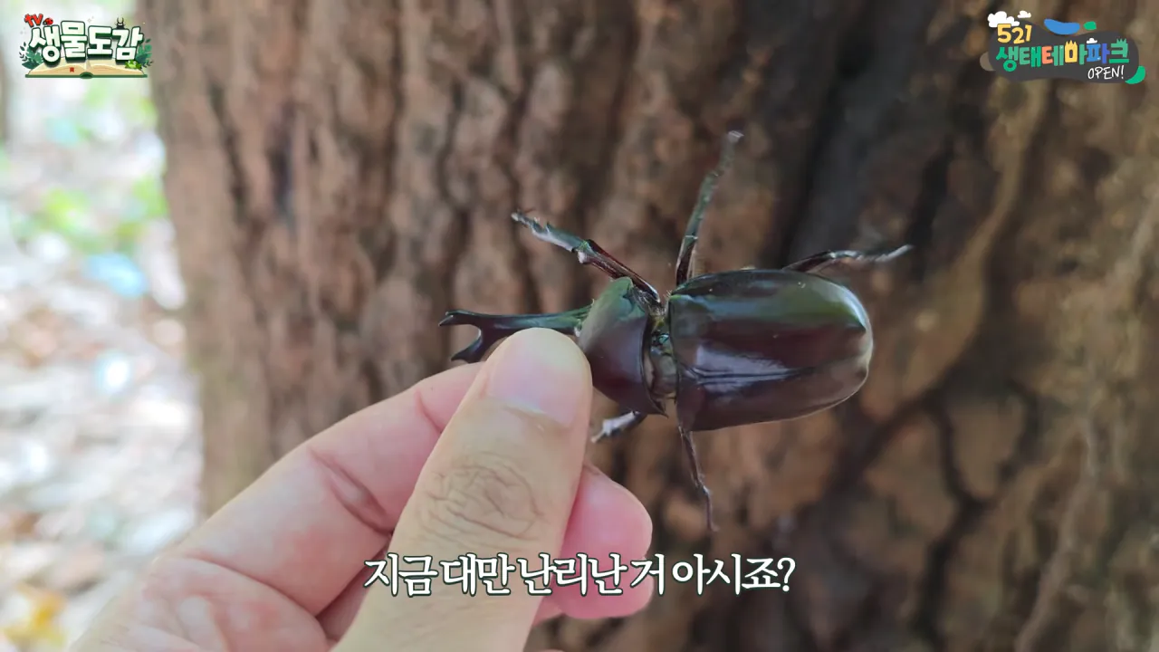 최근 전국적으로 갑자기 대거 출몰하고 있는 곤충 (12)