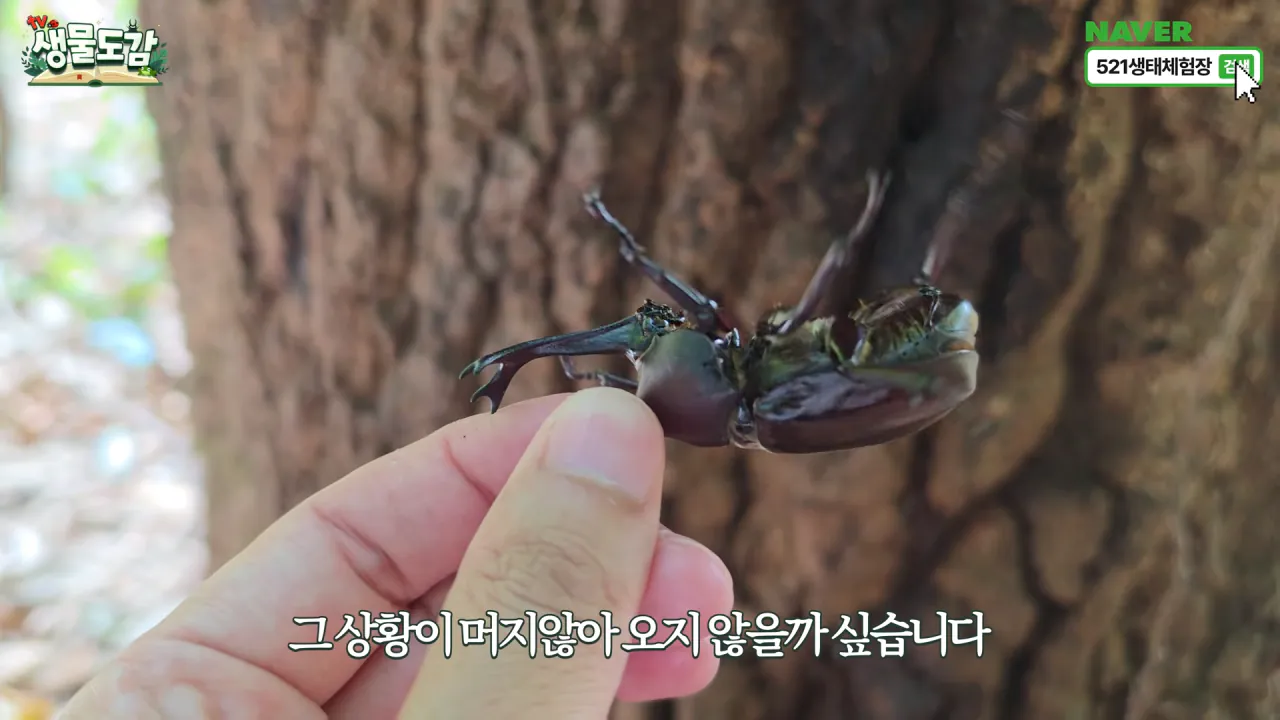 최근 전국적으로 갑자기 대거 출몰하고 있는 곤충 (13)