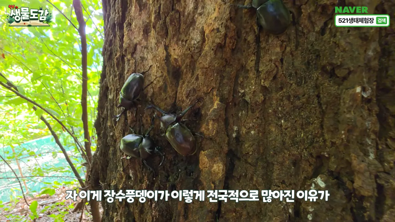 최근 전국적으로 갑자기 대거 출몰하고 있는 곤충 (15)