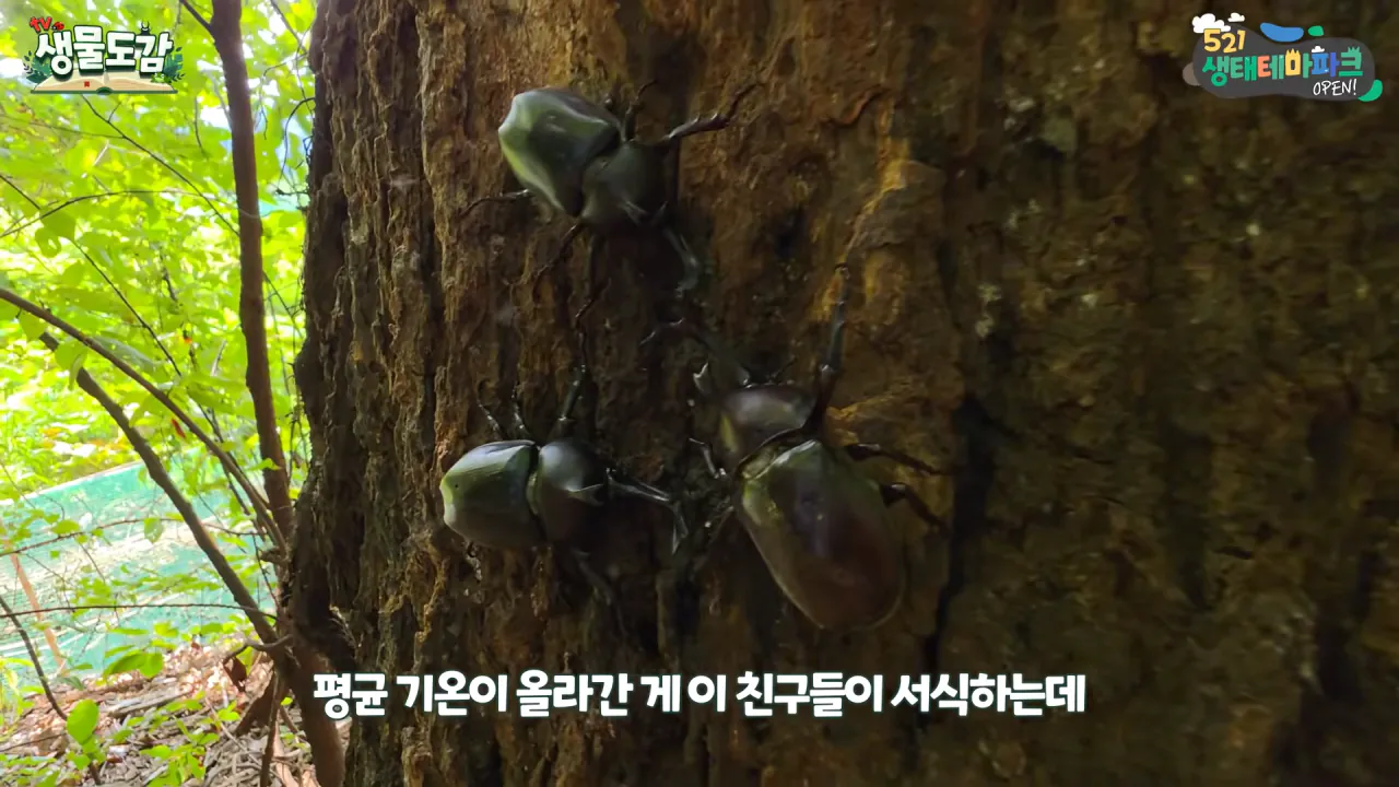최근 전국적으로 갑자기 대거 출몰하고 있는 곤충 (17)