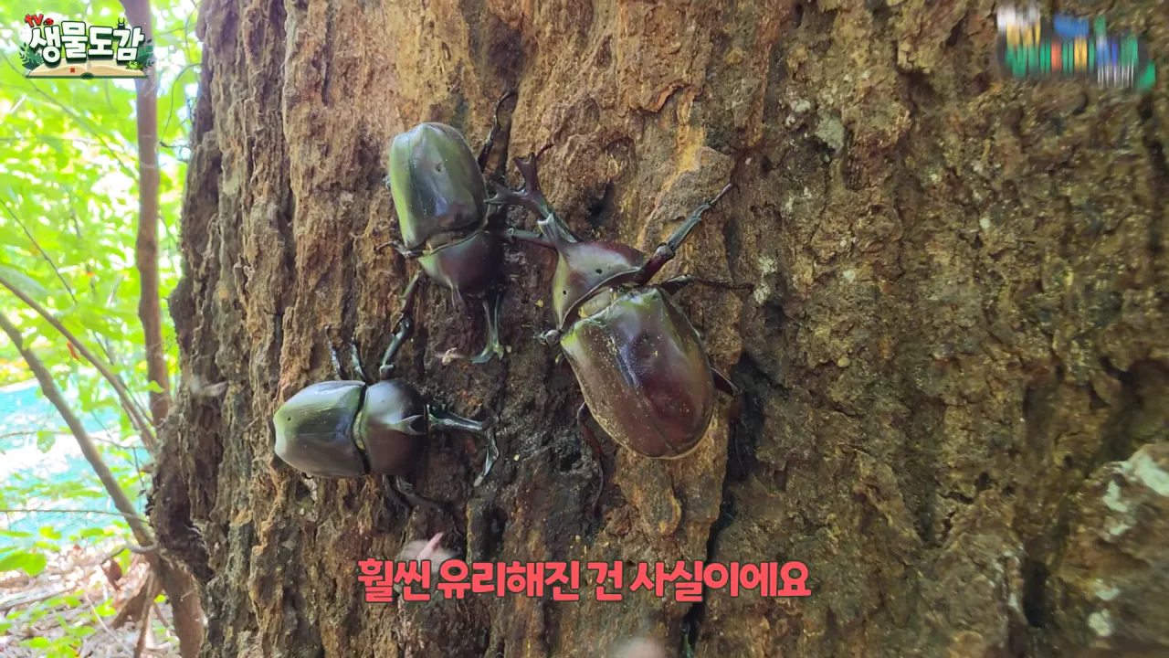 최근 전국적으로 갑자기 대거 출몰하고 있는 곤충 (18)