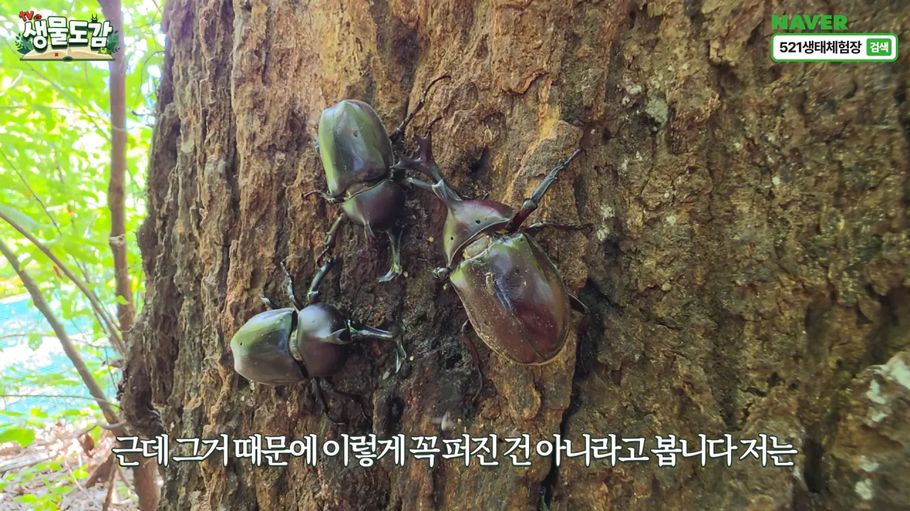 최근 전국적으로 갑자기 대거 출몰하고 있는 곤충 (19)