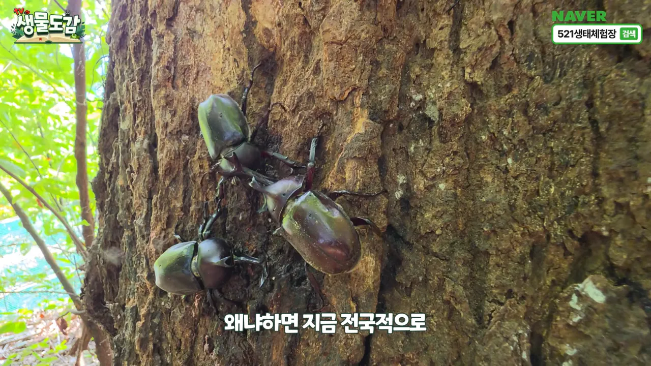 최근 전국적으로 갑자기 대거 출몰하고 있는 곤충 (20)