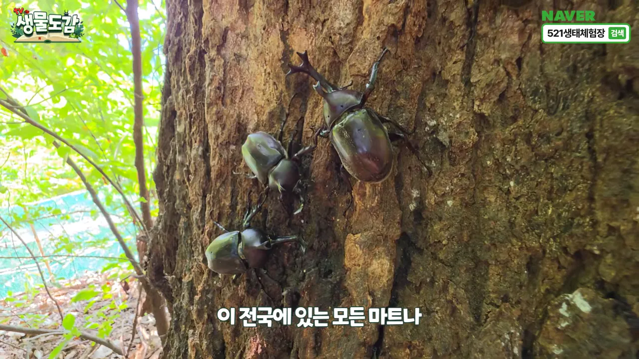 최근 전국적으로 갑자기 대거 출몰하고 있는 곤충 (21)