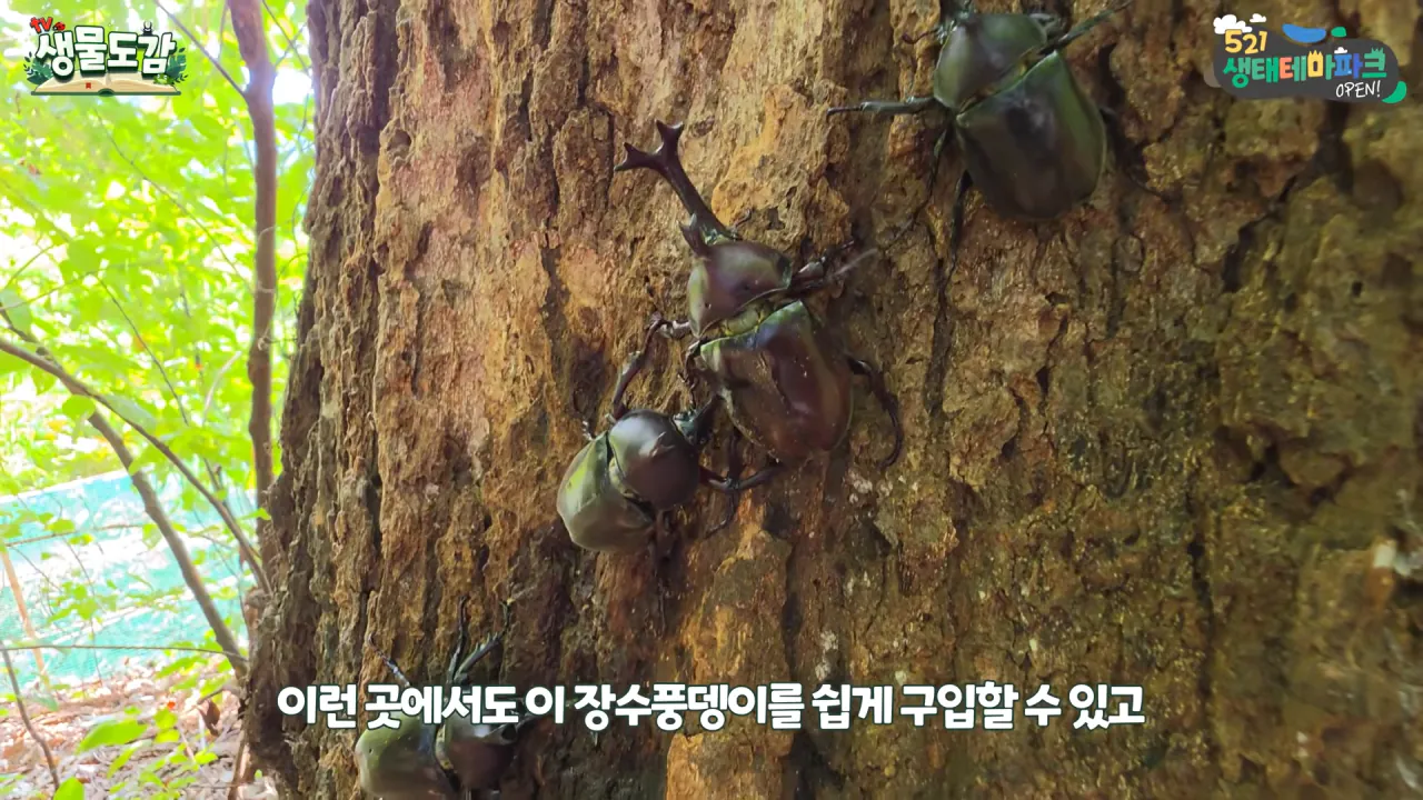 최근 전국적으로 갑자기 대거 출몰하고 있는 곤충 (22)