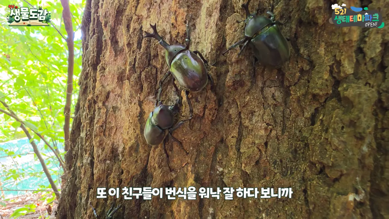최근 전국적으로 갑자기 대거 출몰하고 있는 곤충 (23)