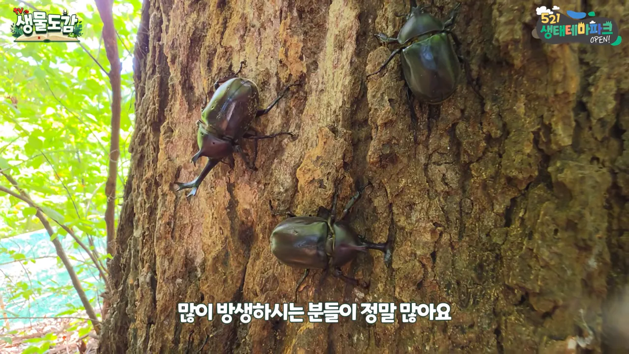 최근 전국적으로 갑자기 대거 출몰하고 있는 곤충 (24)