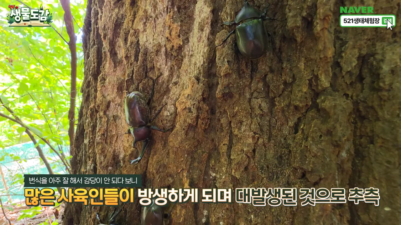 최근 전국적으로 갑자기 대거 출몰하고 있는 곤충 (25)