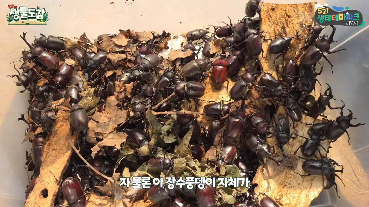 최근 전국적으로 갑자기 대거 출몰하고 있는 곤충 (26)