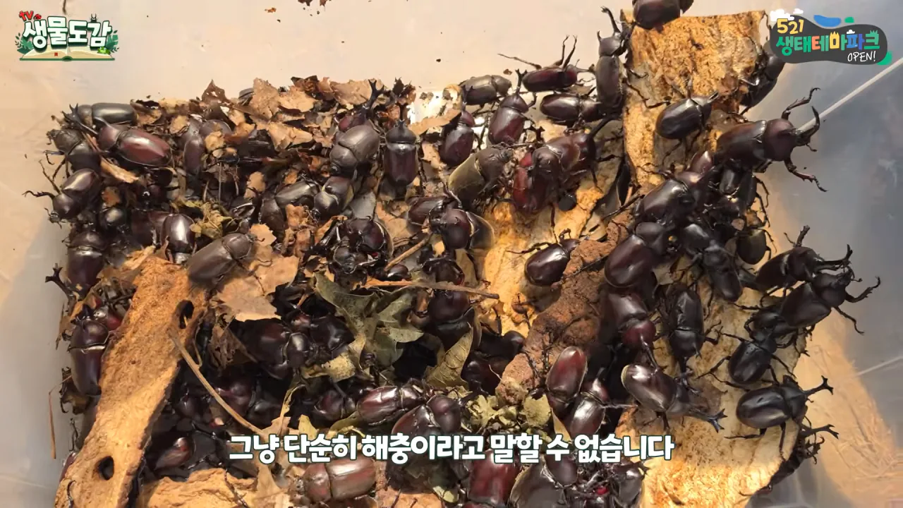 최근 전국적으로 갑자기 대거 출몰하고 있는 곤충 (27)