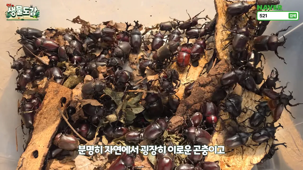 최근 전국적으로 갑자기 대거 출몰하고 있는 곤충 (28)