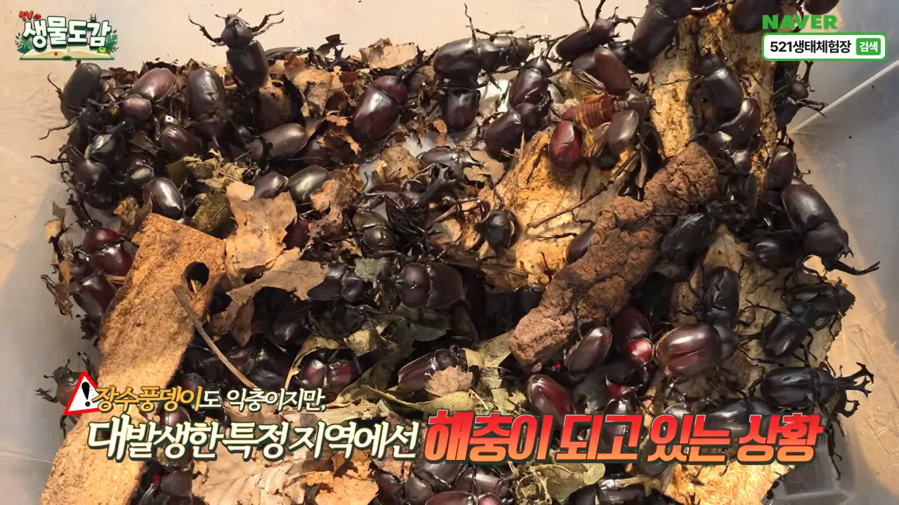 최근 전국적으로 갑자기 대거 출몰하고 있는 곤충 (29)