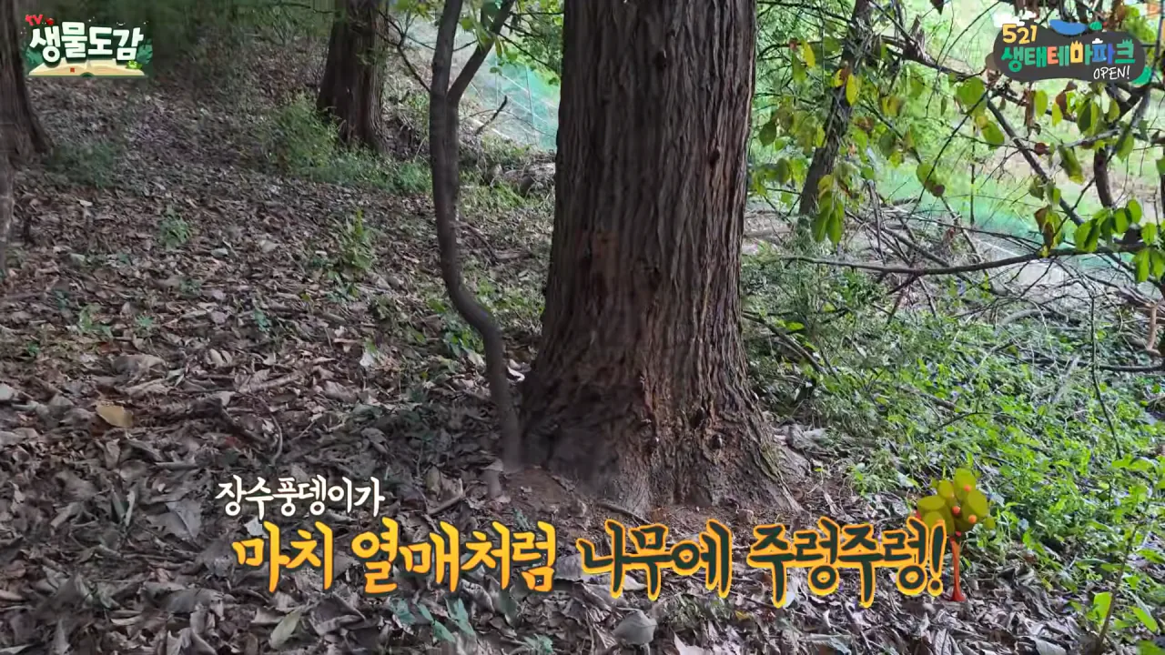 최근 전국적으로 갑자기 대거 출몰하고 있는 곤충 (2)