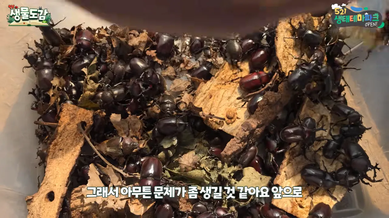 최근 전국적으로 갑자기 대거 출몰하고 있는 곤충 (30)