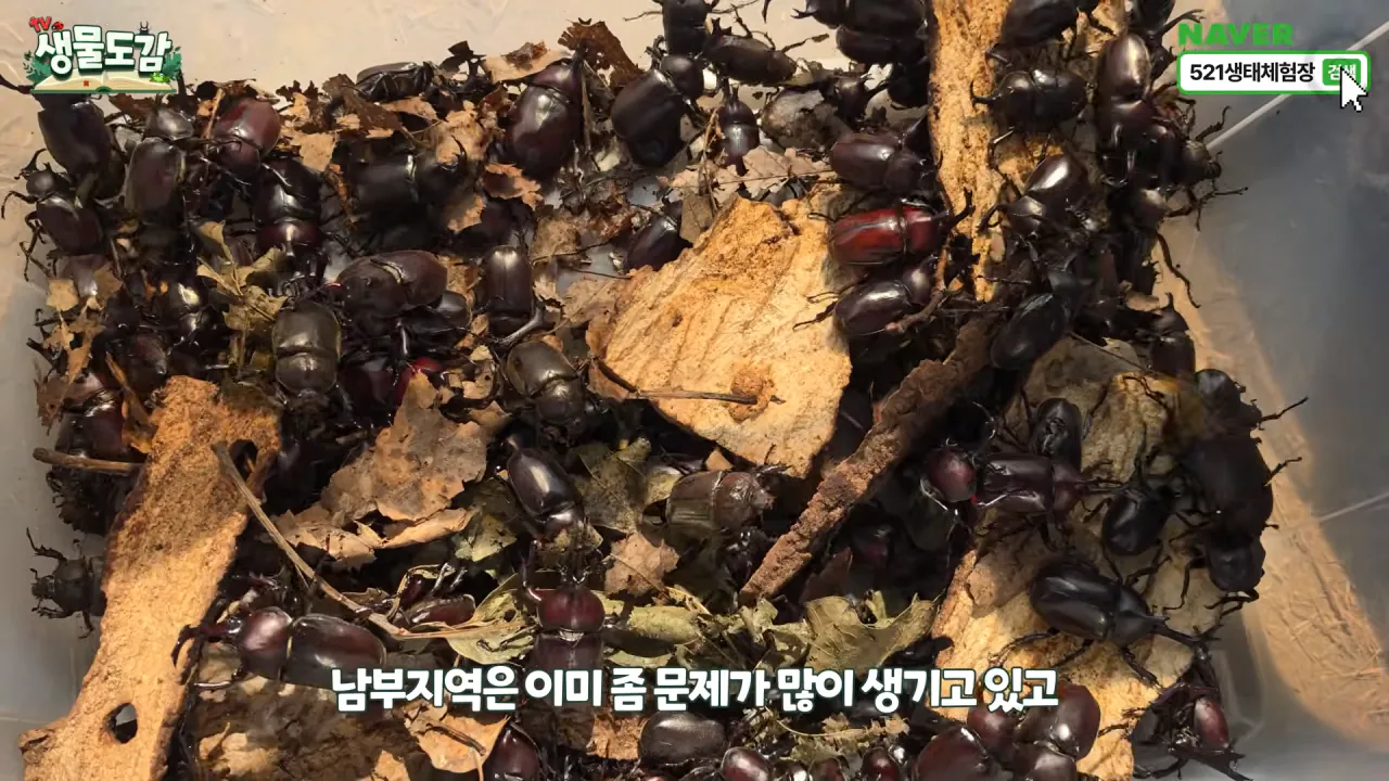최근 전국적으로 갑자기 대거 출몰하고 있는 곤충 (31)