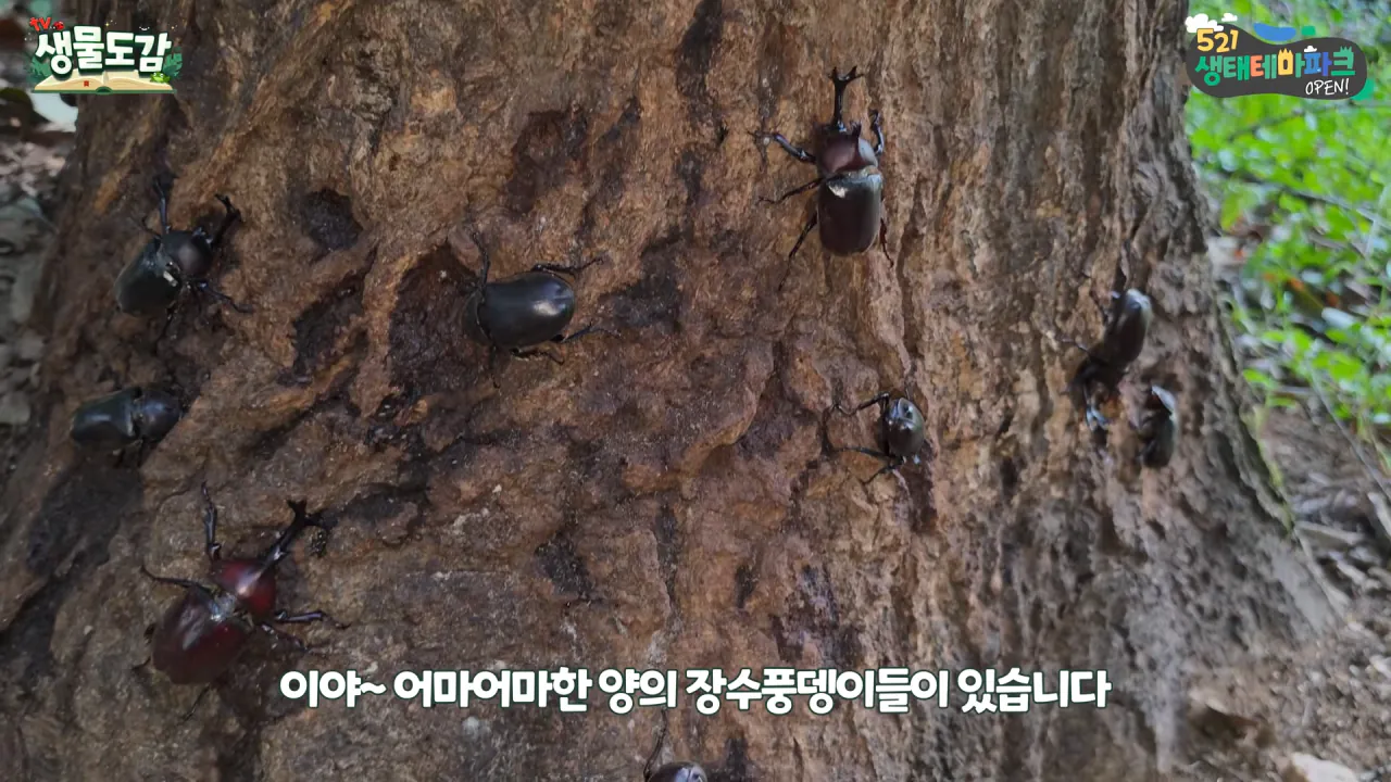 최근 전국적으로 갑자기 대거 출몰하고 있는 곤충 (3)
