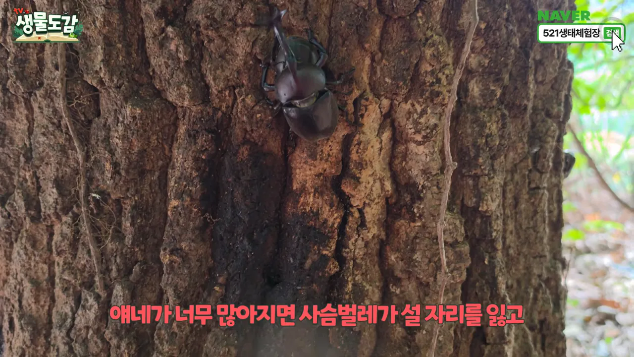 최근 전국적으로 갑자기 대거 출몰하고 있는 곤충 (4)