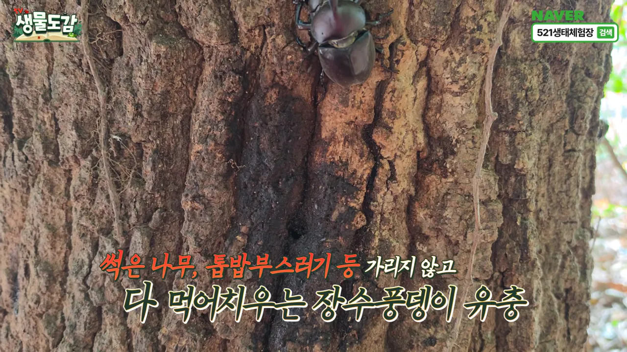 최근 전국적으로 갑자기 대거 출몰하고 있는 곤충 (5)
