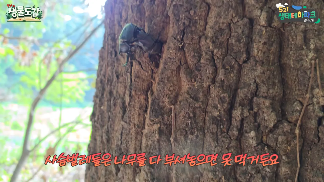 최근 전국적으로 갑자기 대거 출몰하고 있는 곤충 (6)