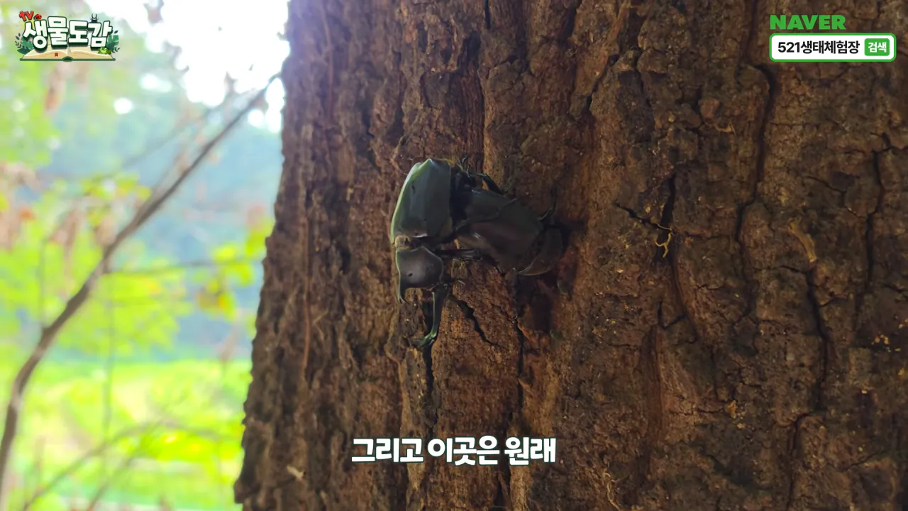 최근 전국적으로 갑자기 대거 출몰하고 있는 곤충 (7)