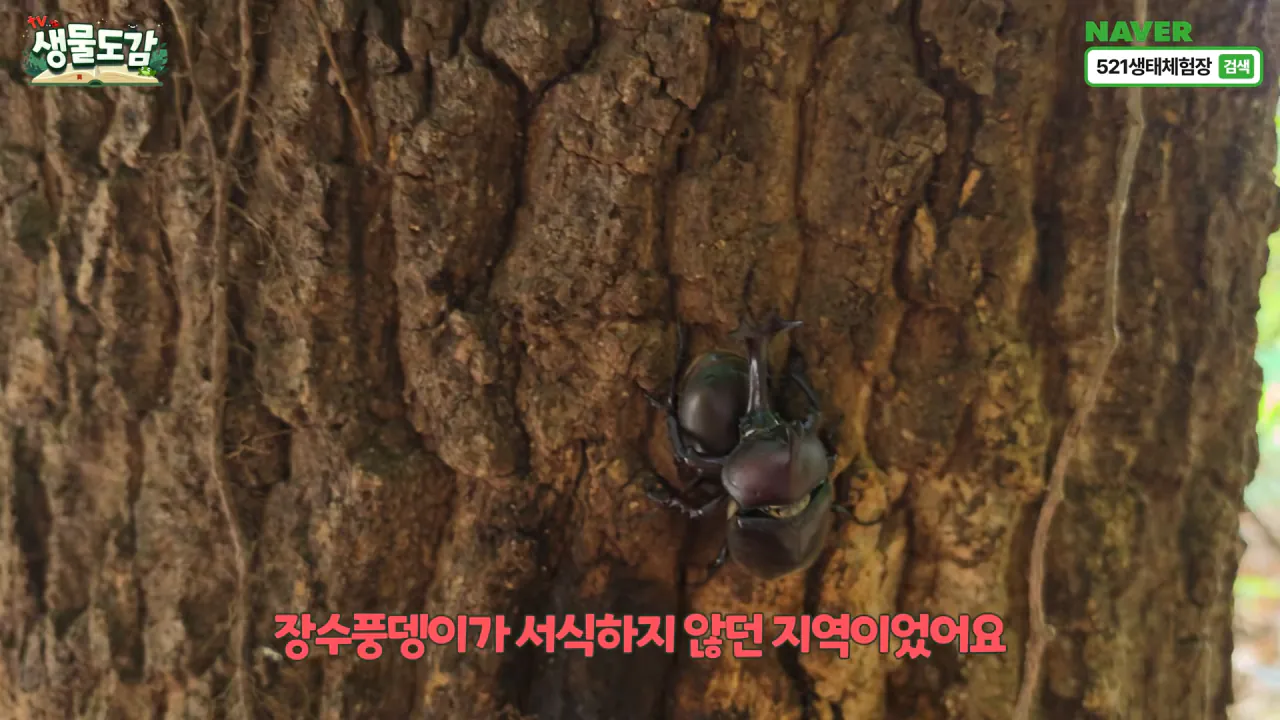 최근 전국적으로 갑자기 대거 출몰하고 있는 곤충 (8)