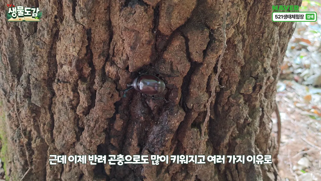최근 전국적으로 갑자기 대거 출몰하고 있는 곤충 (9)
