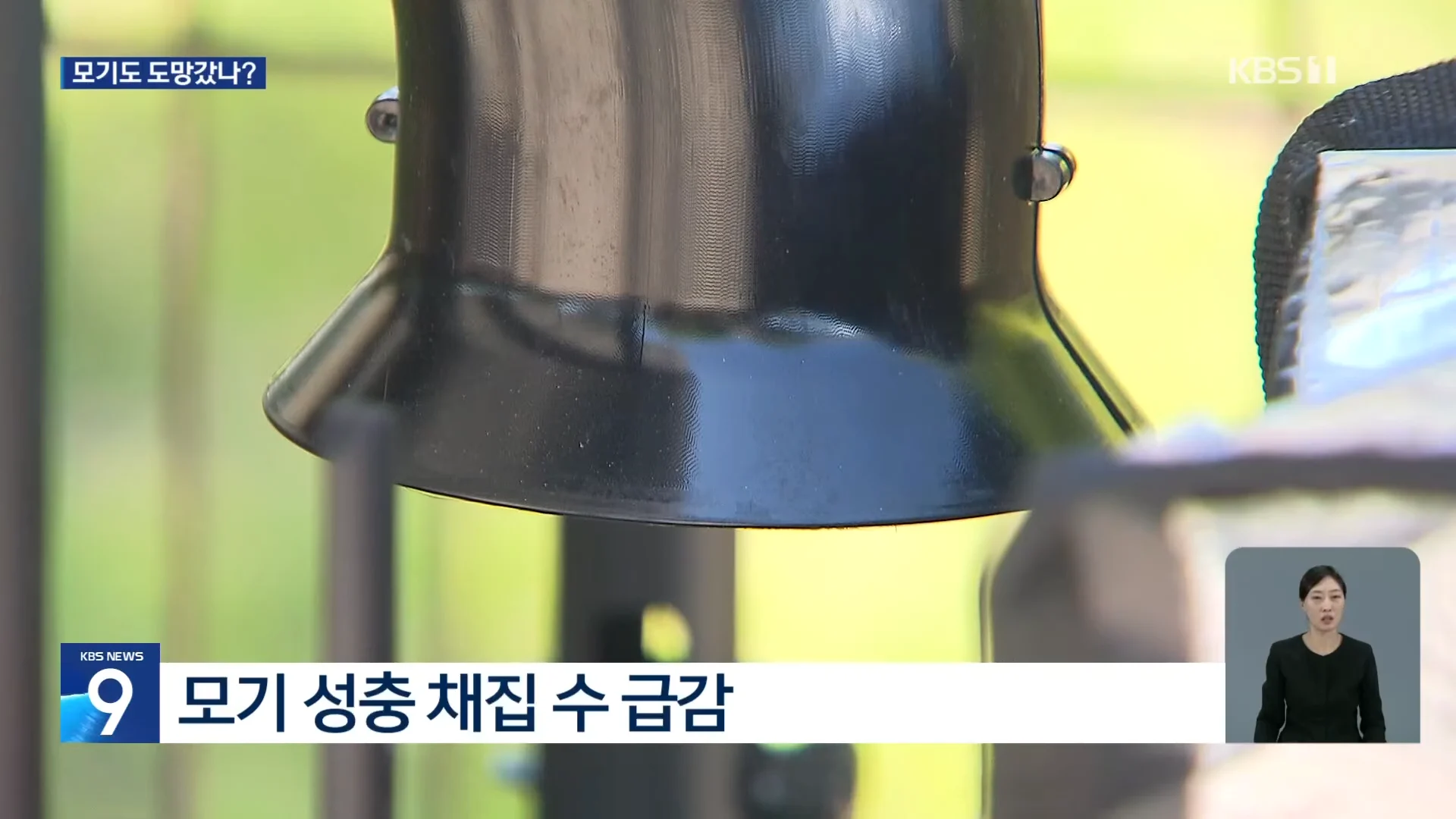 모기도 질렸다...폭염에 개체수 급감 (3)