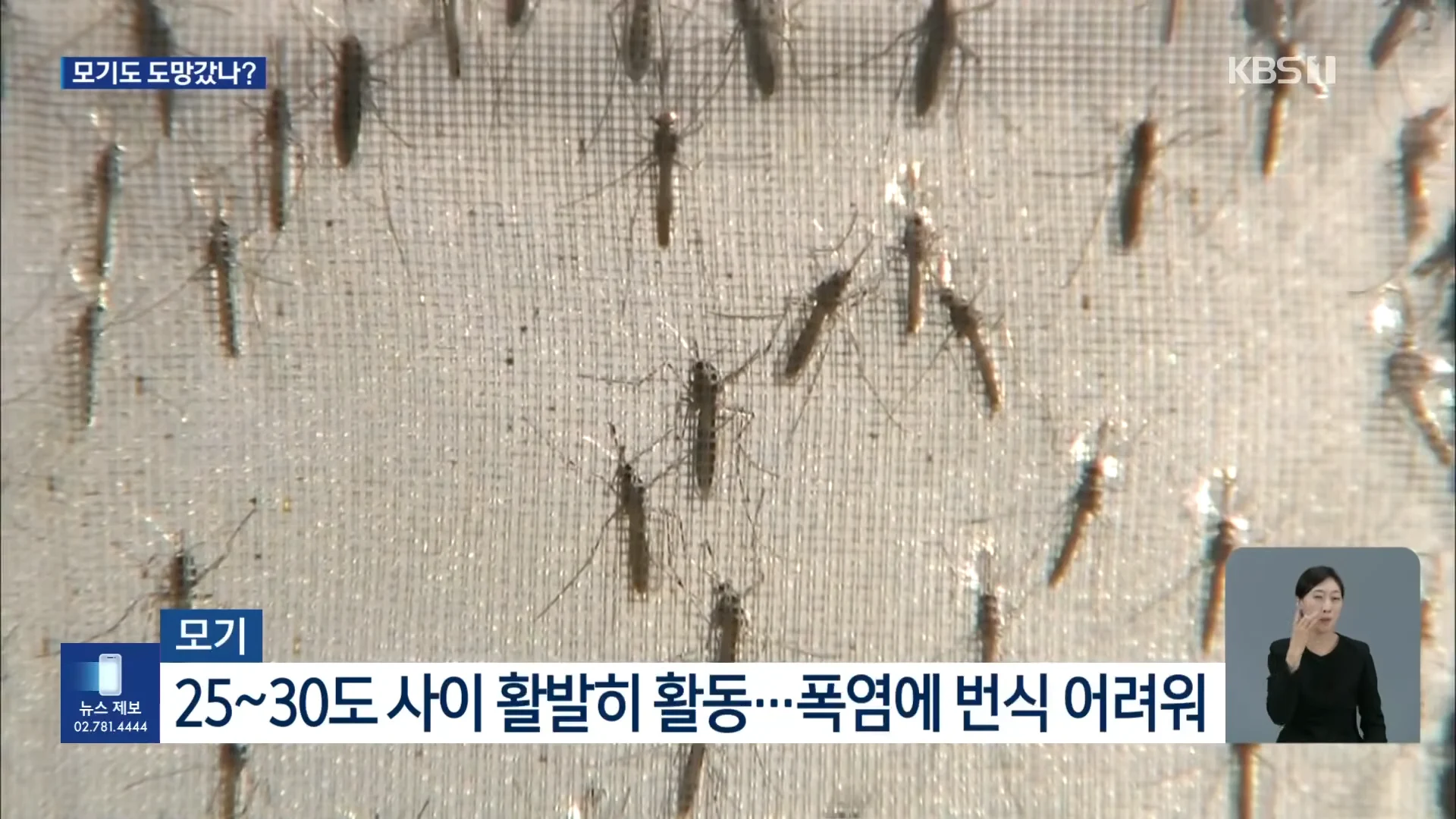 모기도 질렸다...폭염에 개체수 급감 (6)