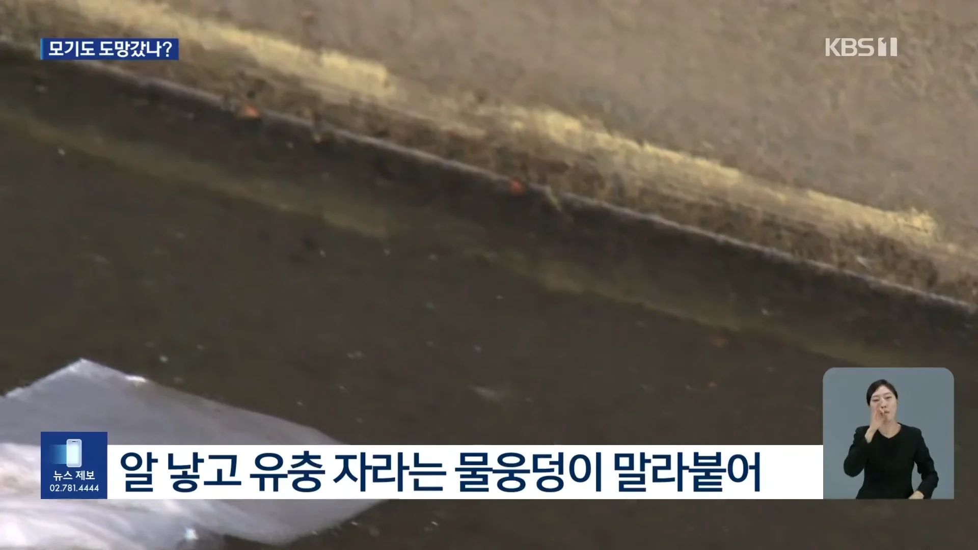 모기도 질렸다...폭염에 개체수 급감 (7)