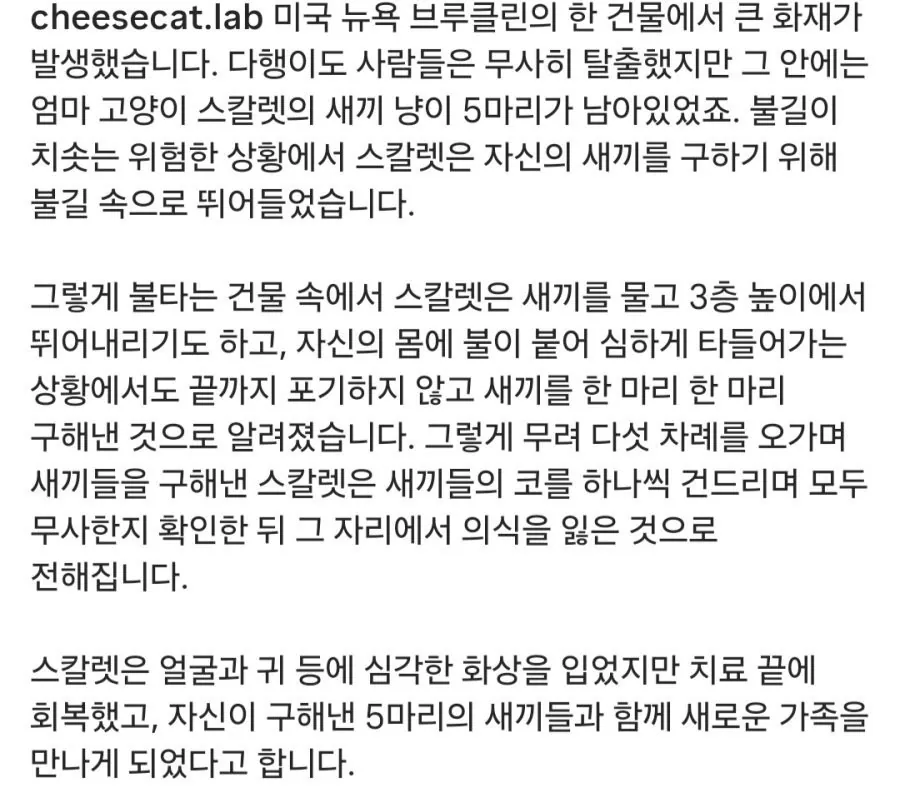 새끼들 구하기 위해 불에 5번 뛰어든 고양이