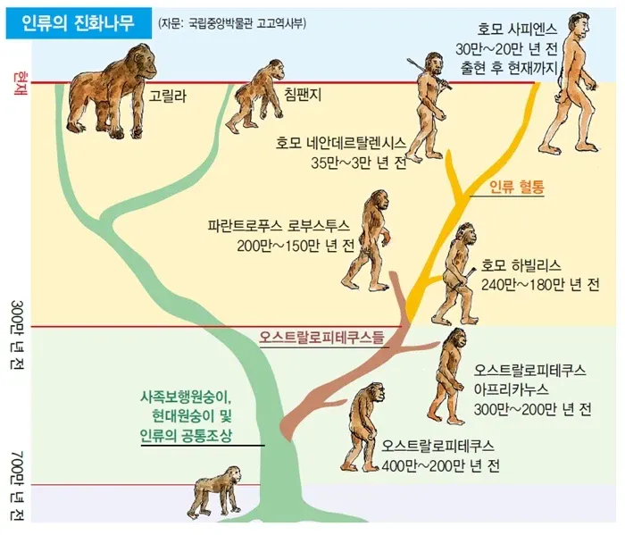 그림으로 보는 인류의 진화 과정 (4)