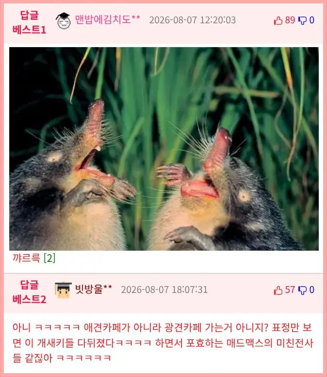 애견카페 간다는걸 눈치챈 댕댕이들 (2)
