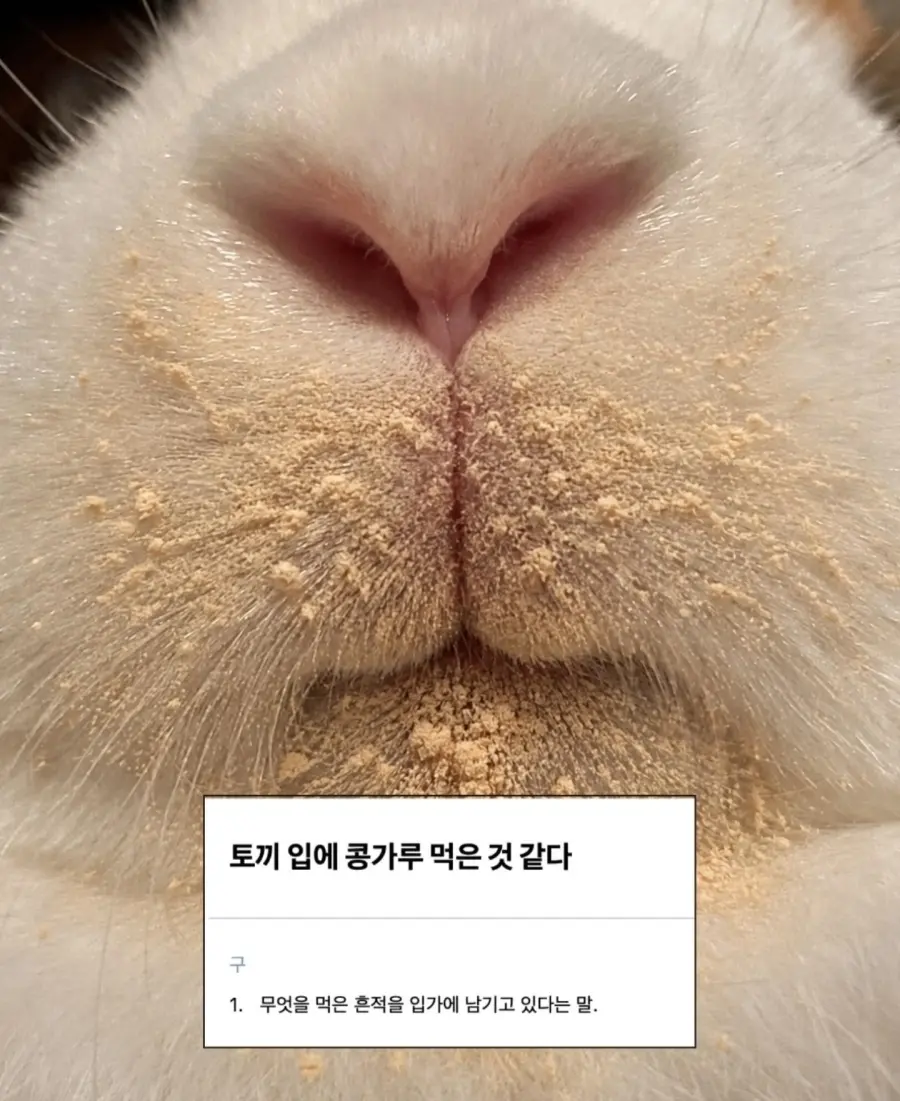 귀여운 한국 속담 모음 (4)