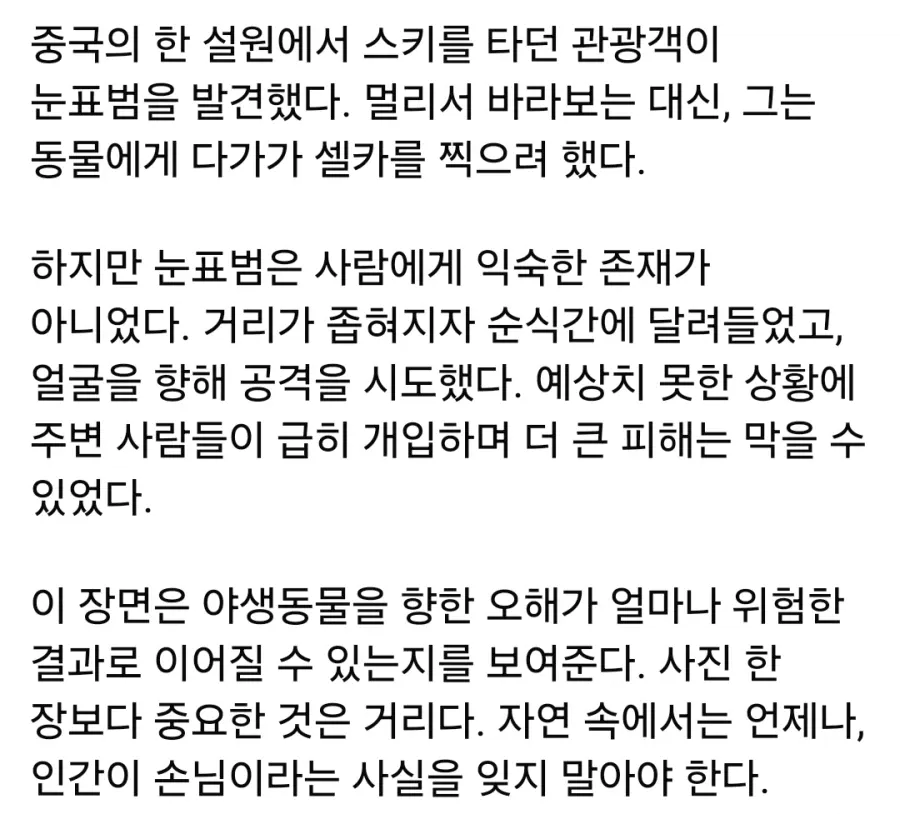 눈표범과 셀카 찍다 공격당한 중국인 (4)