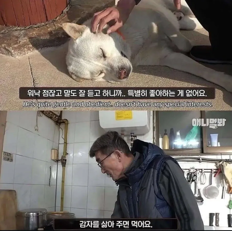 절에사는 식탐없는 개 (2)