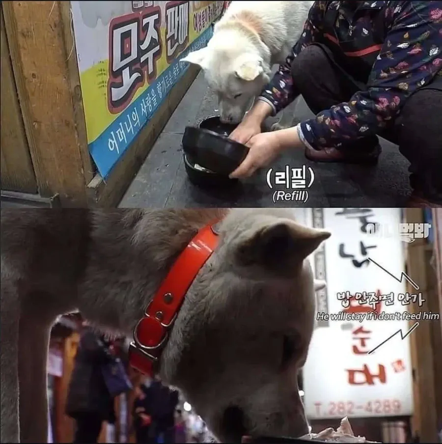 절에사는 식탐없는 개 (6)