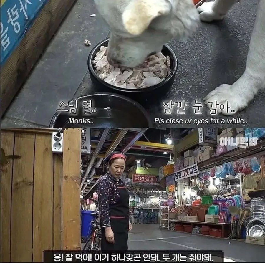 절에사는 식탐없는 개 (5)