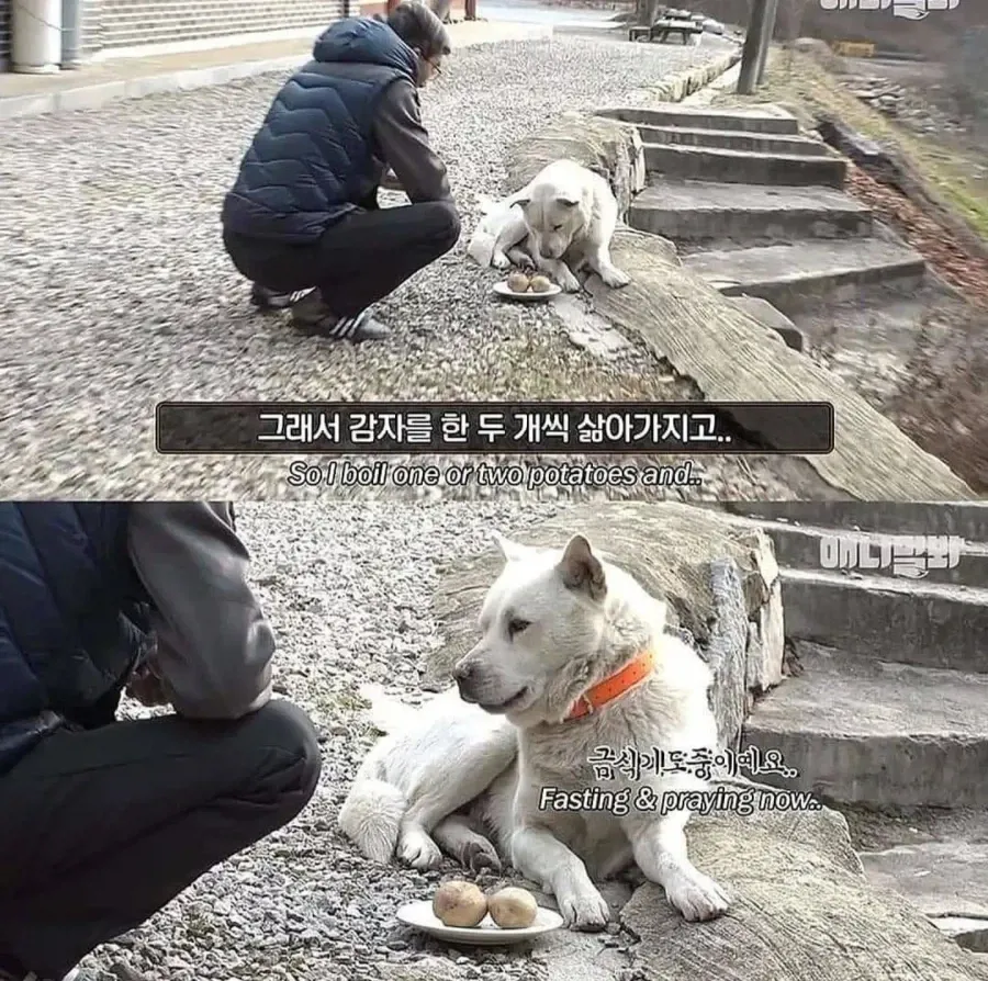 절에사는 식탐없는 개 (3)