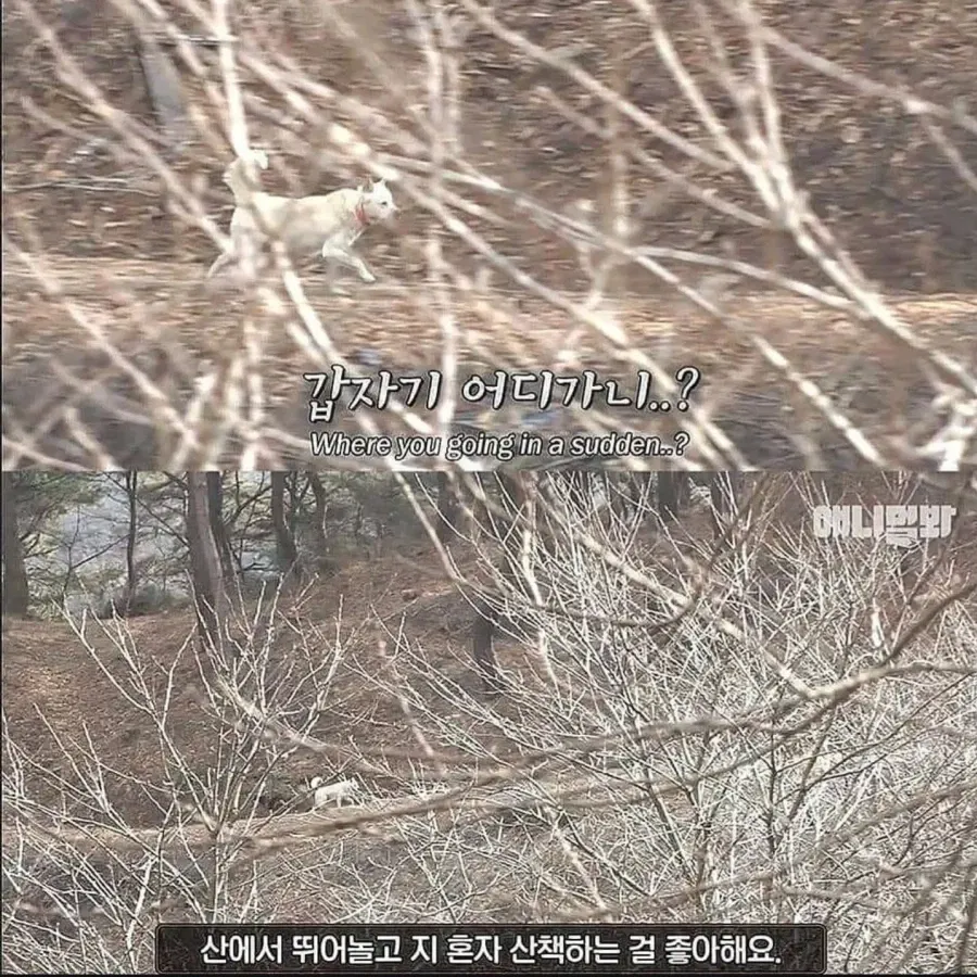 절에사는 식탐없는 개 (4)