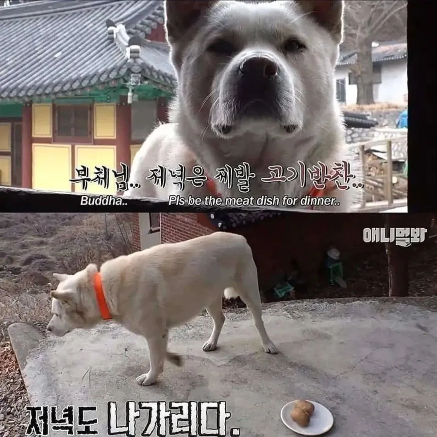 절에사는 식탐없는 개 (8)