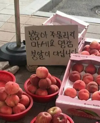복숭아를 절대 만지면 안되는 이유 (2)
