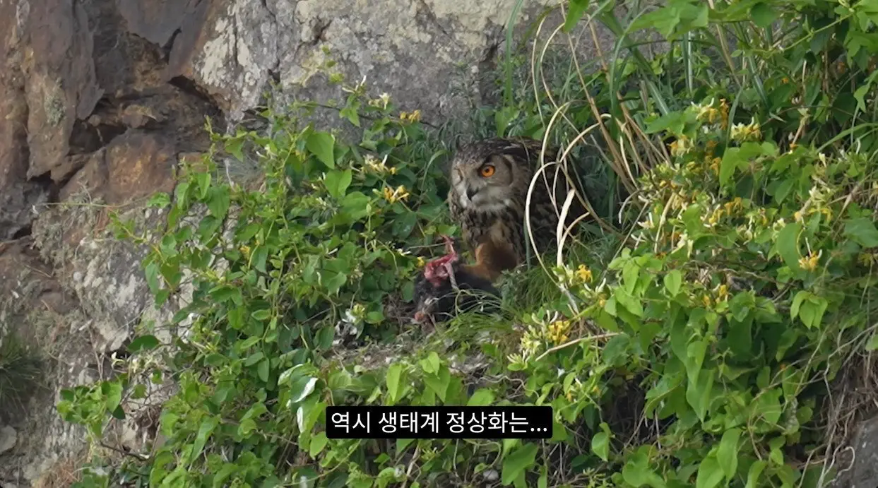 부엉이가 새끼고양이 사냥해서 먹자 신난 새덕후 (11)
