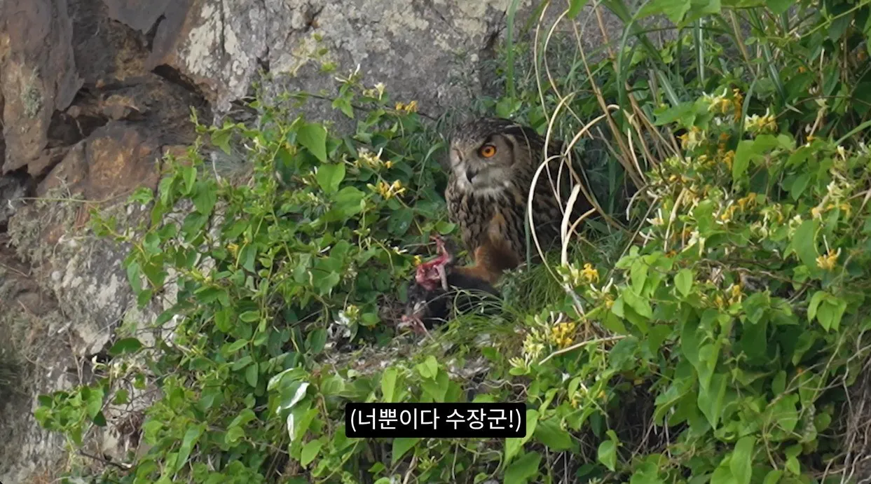 부엉이가 새끼고양이 사냥해서 먹자 신난 새덕후 (12)