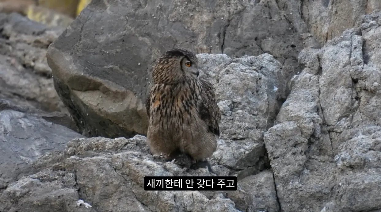 부엉이가 새끼고양이 사냥해서 먹자 신난 새덕후 (2)
