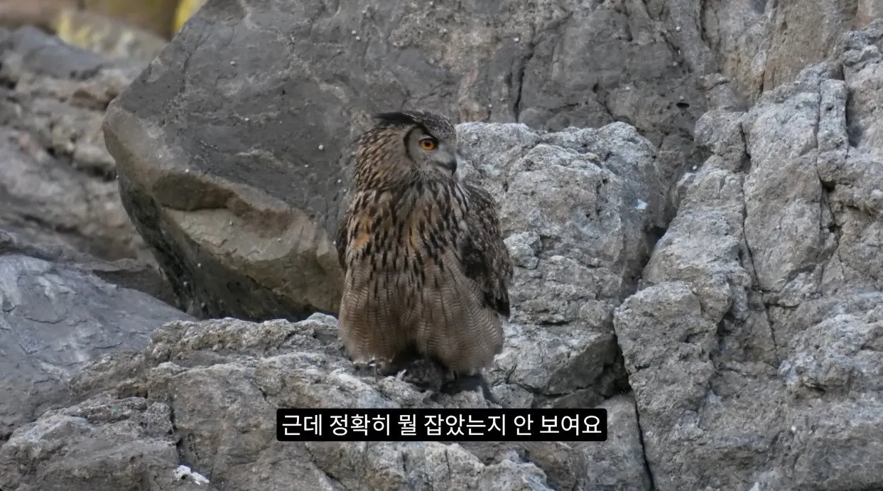 부엉이가 새끼고양이 사냥해서 먹자 신난 새덕후 (3)