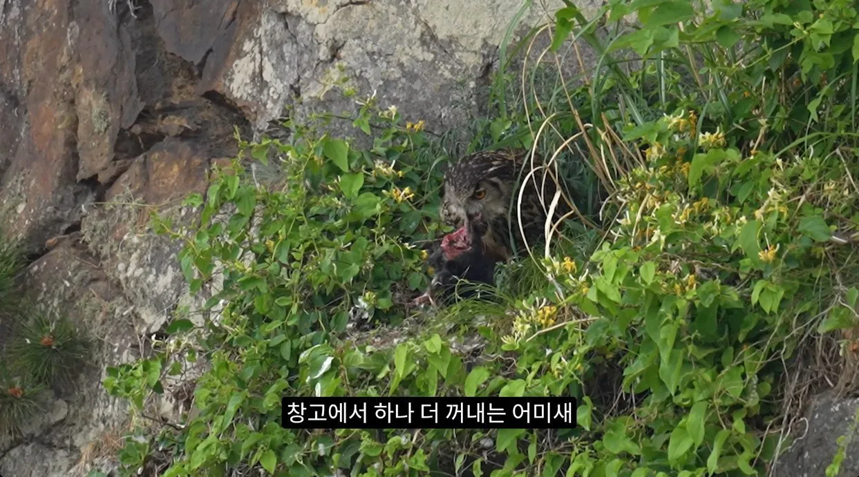 부엉이가 새끼고양이 사냥해서 먹자 신난 새덕후 (10)