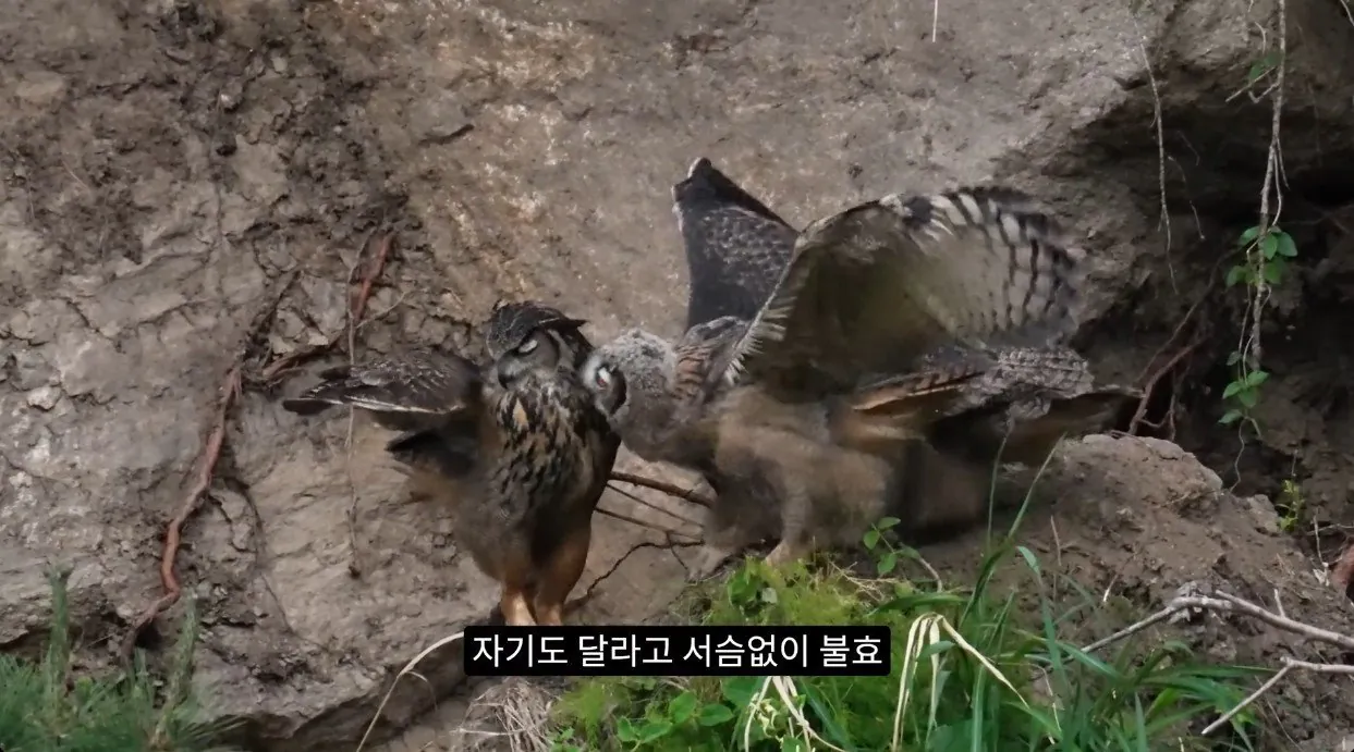 부엉이가 새끼고양이 사냥해서 먹자 신난 새덕후 (9)