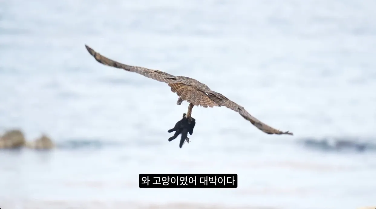부엉이가 새끼고양이 사냥해서 먹자 신난 새덕후 (6)